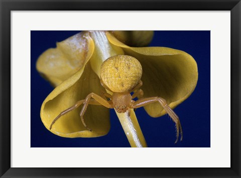 Framed Crab Spider Print