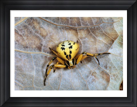 Framed Crab Spider Print