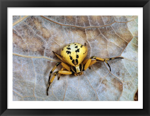 Framed Crab Spider Print