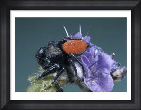 Framed Jumping Spider Print
