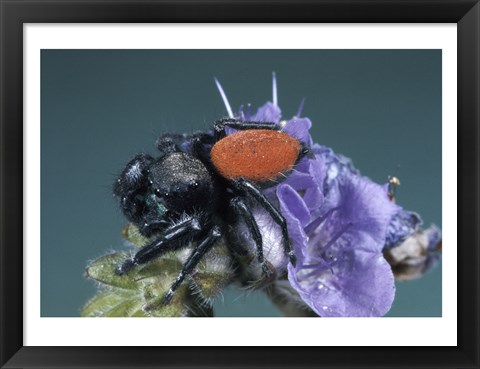 Framed Jumping Spider Print