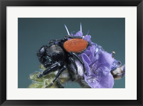 Framed Jumping Spider Print