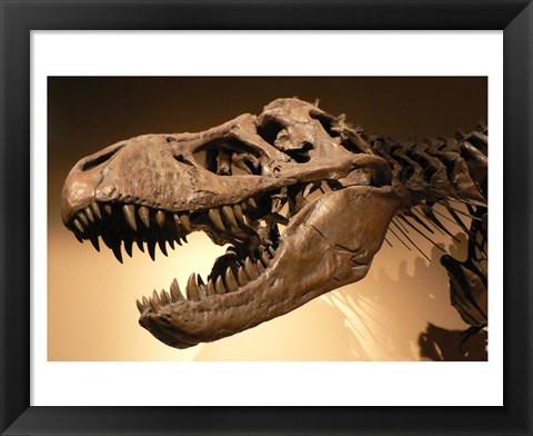 Framed Palais de la Decouverte Tyrannosaurus Rex Print