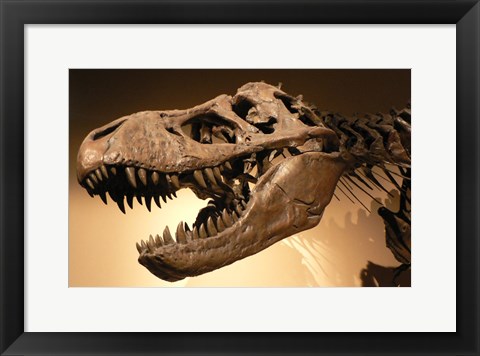 Framed Palais de la Decouverte Tyrannosaurus Rex Print