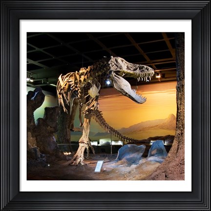 Framed Tyrannosaurus Fossil Reproduction Print