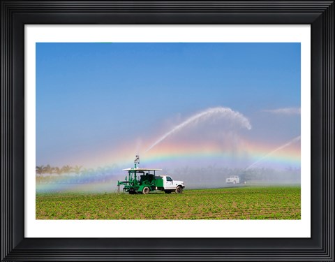 Framed Rainbow seen under the spray from sprinkler in a vegetable field, Florida, USA Print