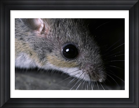 Framed White-footed Mouse - up close Print