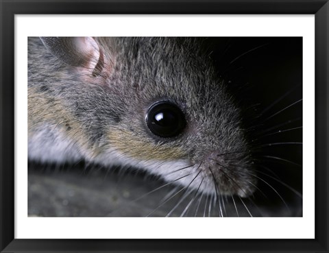 Framed White-footed Mouse - up close Print