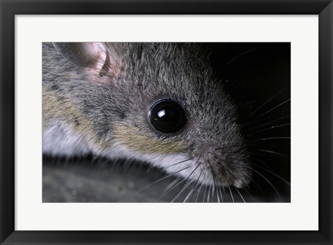 Framed White-footed Mouse - up close Print