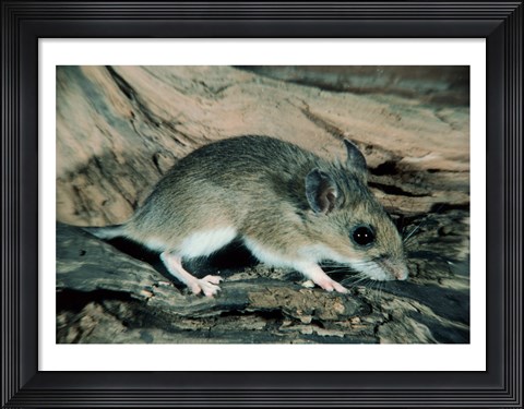 Framed White-footed Mouse Print