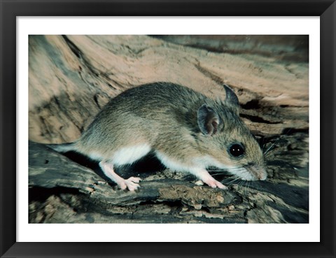 Framed White-footed Mouse Print