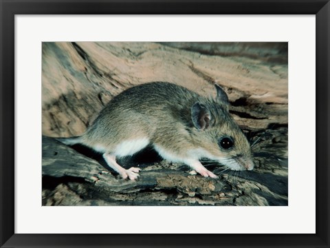 Framed White-footed Mouse Print