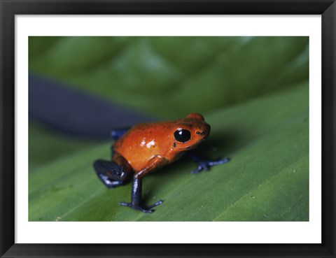 Framed Strawberry Poison Dart Frog Print