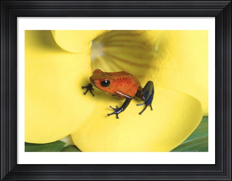 Framed Strawberry Poison Dart Frog Print