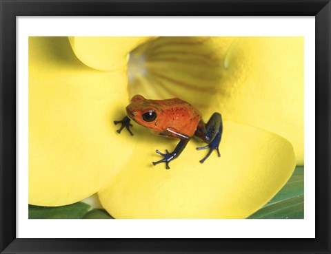 Framed Strawberry Poison Dart Frog Print