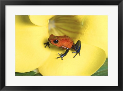 Framed Strawberry Poison Dart Frog Print