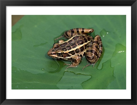 Framed Pickerel Frog Print