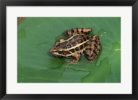 Framed Pickerel Frog Print