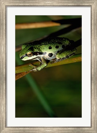 Framed Pacific Tree Frog Print