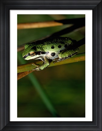Framed Pacific Tree Frog Print