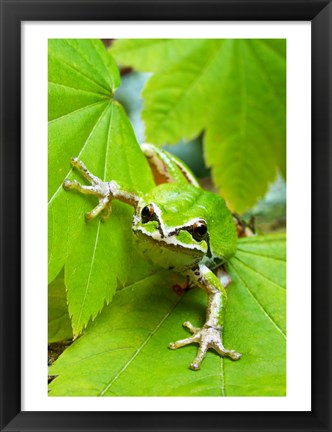 Framed Close-up of a Green Tree Frog on a leaf Print