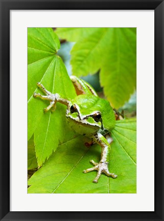 Framed Close-up of a Green Tree Frog on a leaf Print