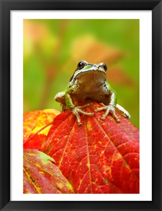 Framed Close-up of a Green Tree Frog on a leaf Print