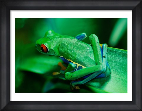 Framed Red Eyed Tree Frog Print