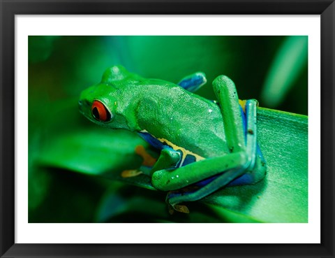 Framed Red Eyed Tree Frog Print