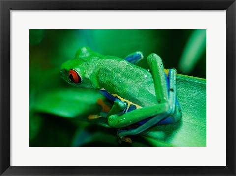 Framed Red Eyed Tree Frog Print