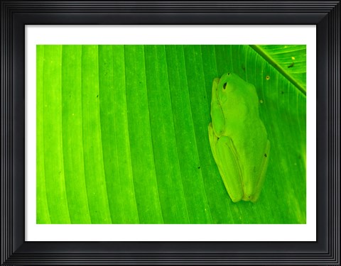 Framed Green frog  hiding on a banana leaf, Costa Rica Print