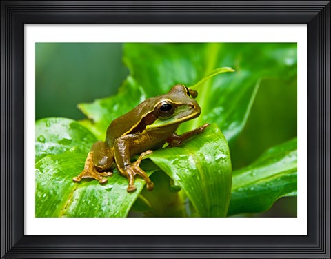 Framed Close-up of a Tree frog on a leaf, Costa Rica Print