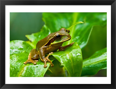 Framed Close-up of a Tree frog on a leaf, Costa Rica Print