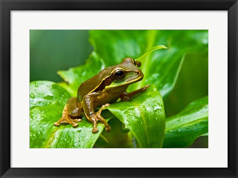 Framed Close-up of a Tree frog on a leaf, Costa Rica Print