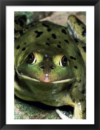 Framed Close-up of a Pig Frog (Rana grylio) Print