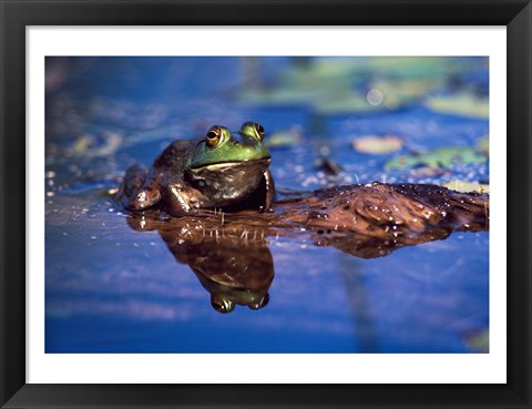 Framed Bullfrog Print