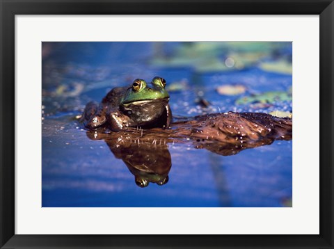 Framed Bullfrog Print