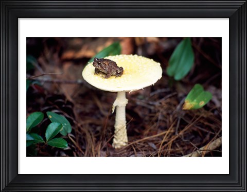 Framed Toad Print