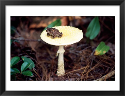 Framed Toad Print