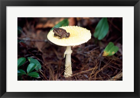 Framed Toad Print