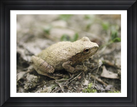 Framed Close-up of a toad on the ground Print