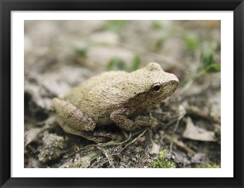 Framed Close-up of a toad on the ground Print