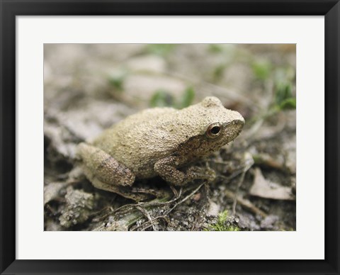 Framed Close-up of a toad on the ground Print