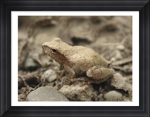 Framed Close-up of a toad on a rock Print