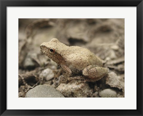 Framed Close-up of a toad on a rock Print