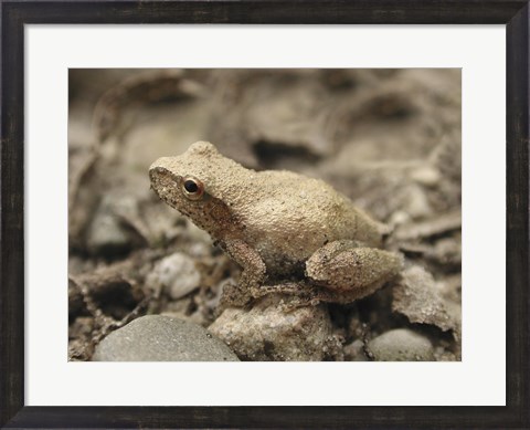 Framed Close-up of a toad on a rock Print