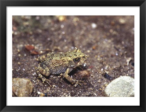 Framed Close-up of a toad on a rock Print