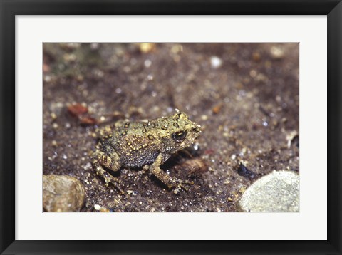 Framed Close-up of a toad on a rock Print