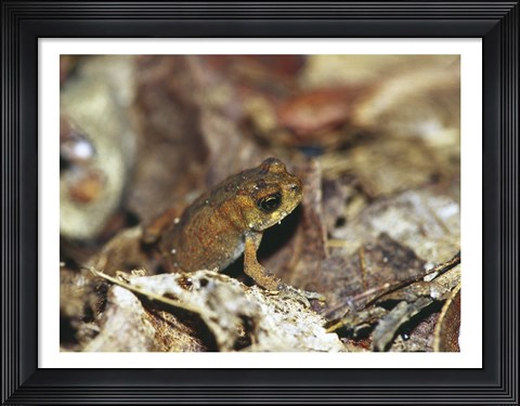 Framed Close-up of a toad on the ground Print