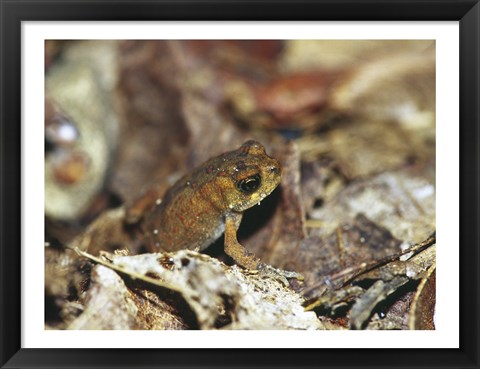 Framed Close-up of a toad on the ground Print